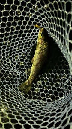 ニジマスの釣果