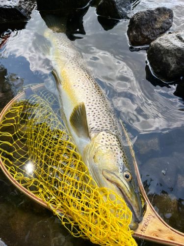 ブラウントラウトの釣果