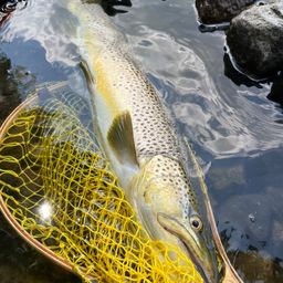 ブラウントラウト