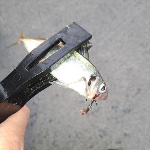 釣果