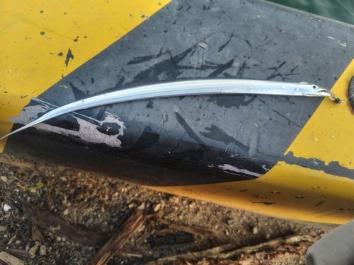 タチウオの釣果