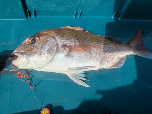 タイの釣果
