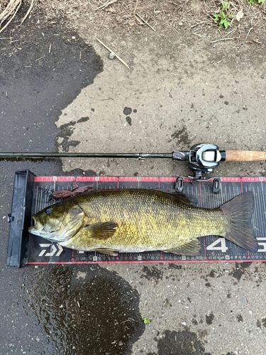 スモールマウスバス