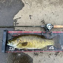 スモールマウスバス