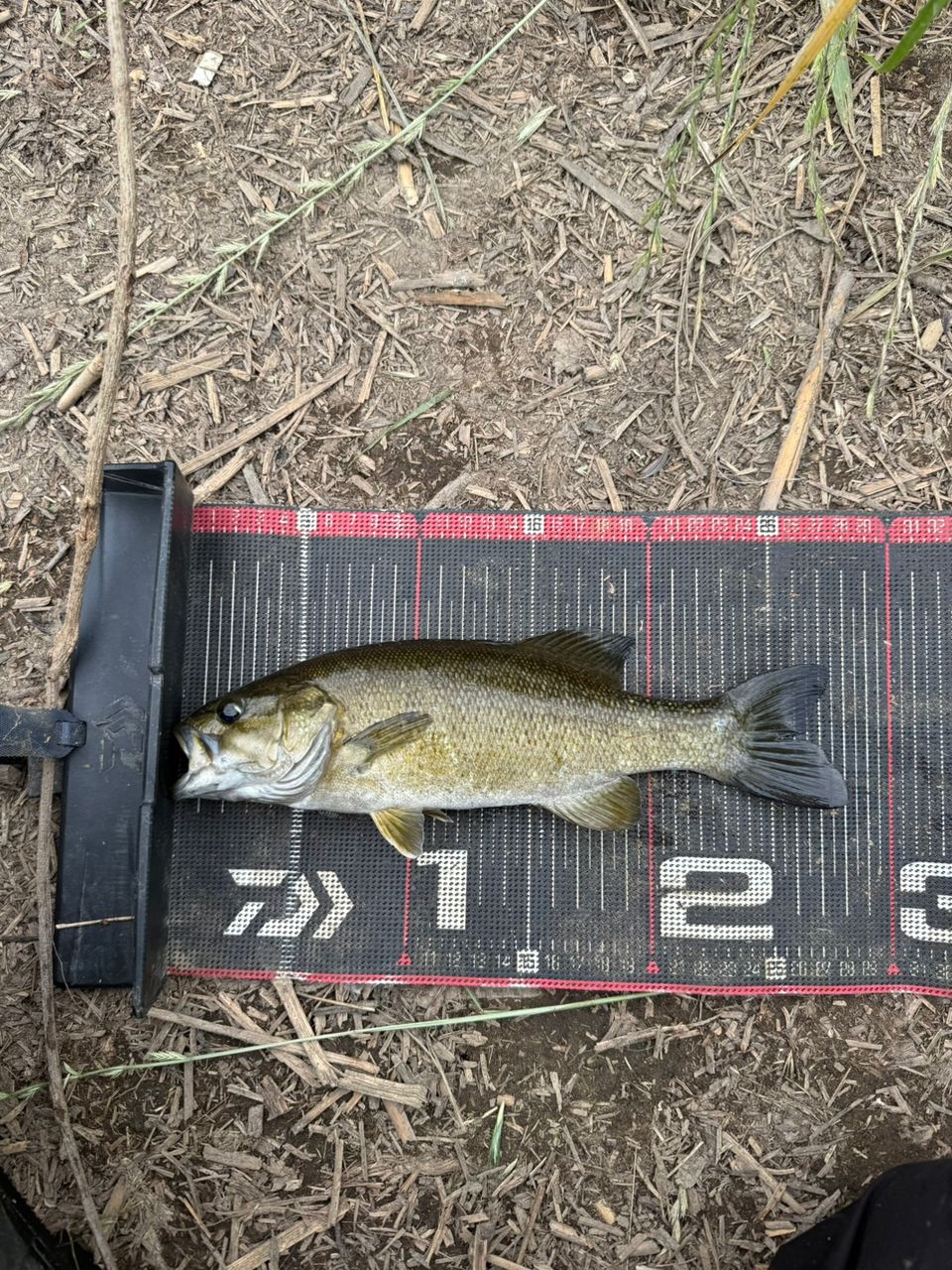 スモールマウスバス