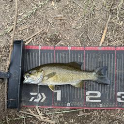 スモールマウスバス