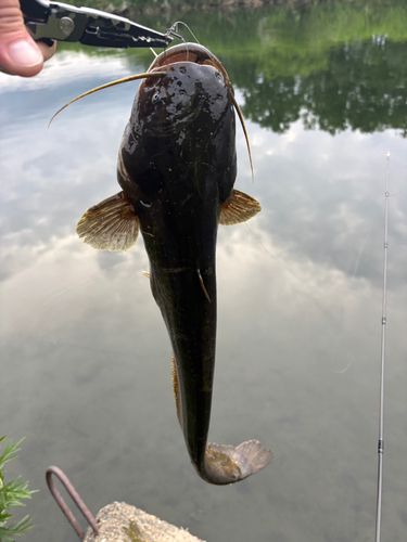ニホンナマズの釣果