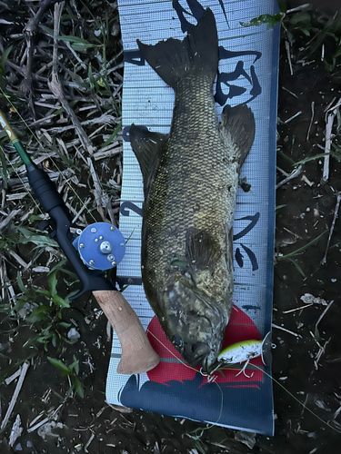 スモールマウスバス