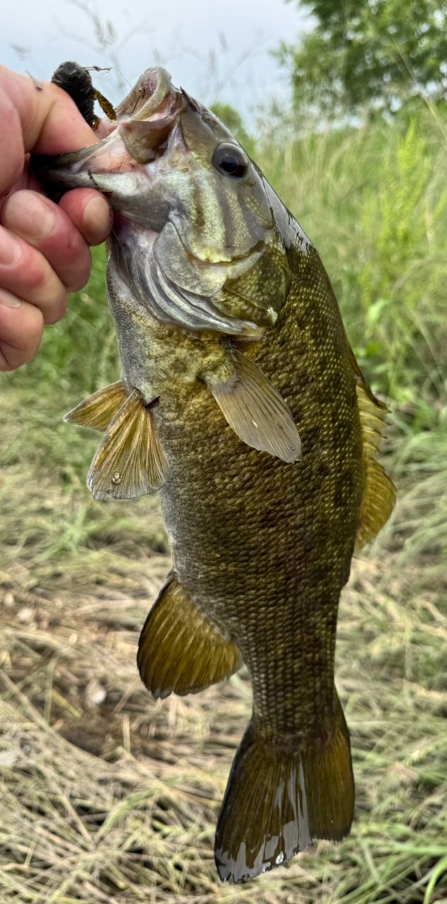 スモールマウスバス