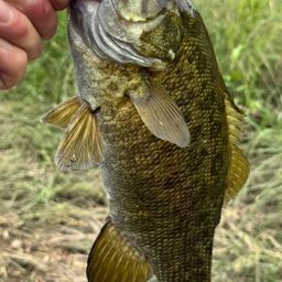 スモールマウスバス