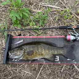 スモールマウスバス