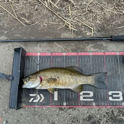 スモールマウスバス