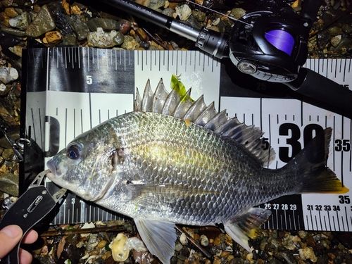 キビレの釣果