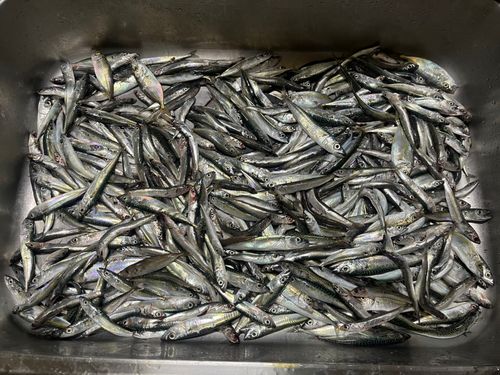 サバの釣果