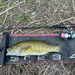 スモールマウスバス