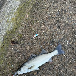 セイゴ（マルスズキ）