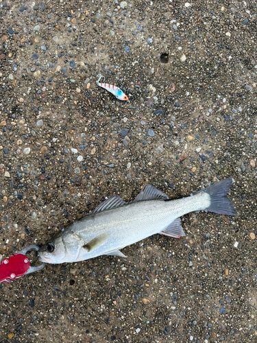 セイゴ（マルスズキ）の釣果