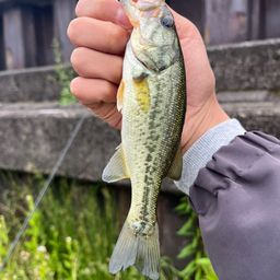 ラージマウスバス