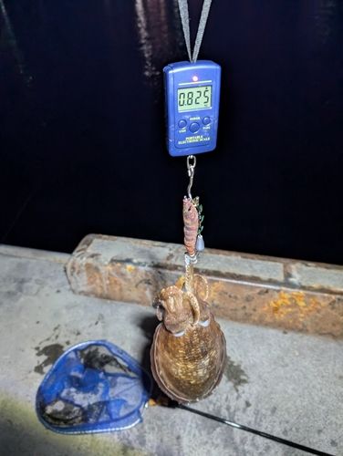 コウイカの釣果