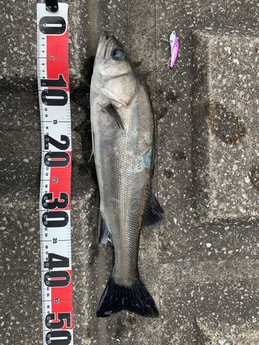 シーバスの釣果