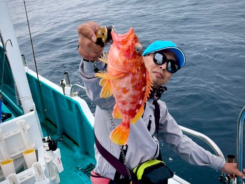 アヤメカサゴの釣果