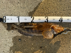 アイナメの釣果