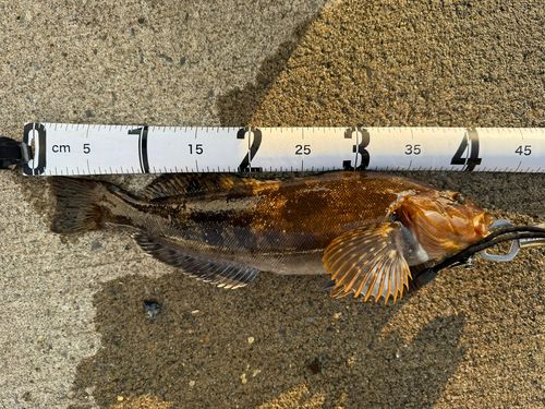 アイナメの釣果