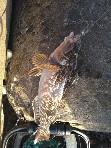 アイナメの釣果