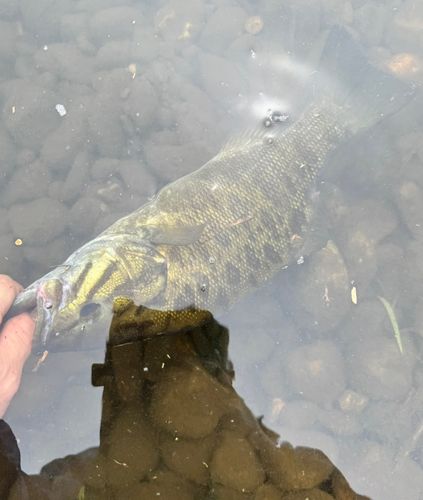スモールマウスバスの釣果