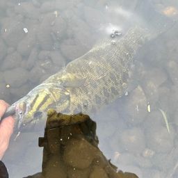 スモールマウスバス