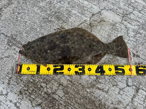 ヒラメの釣果