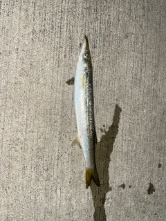 カマスの釣果