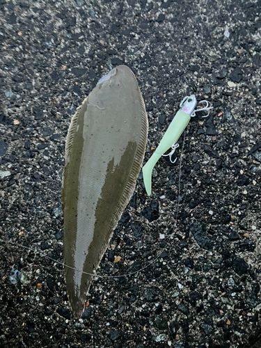 クロウシノシタの釣果