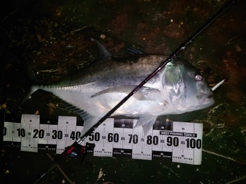 GTの釣果