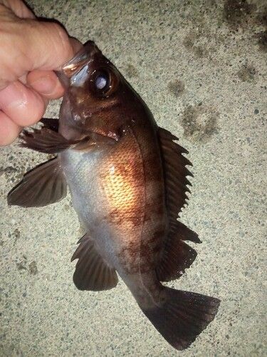 メバルの釣果