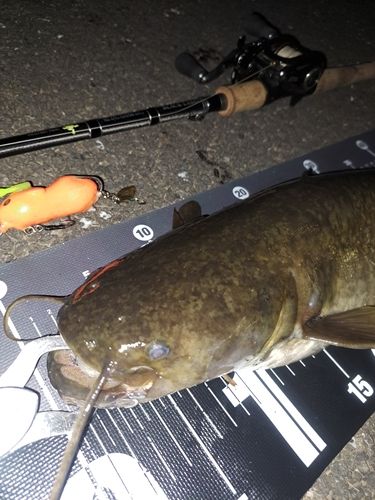 ナマズの釣果