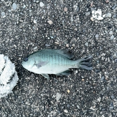メジナの釣果
