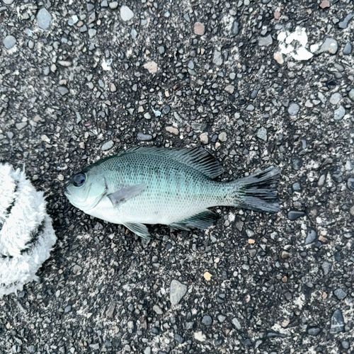 メジナの釣果