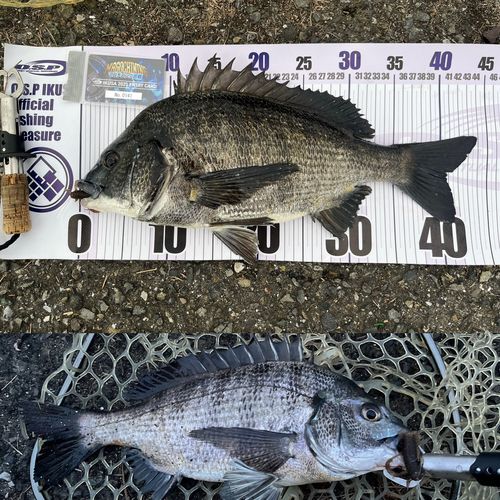 クロダイの釣果