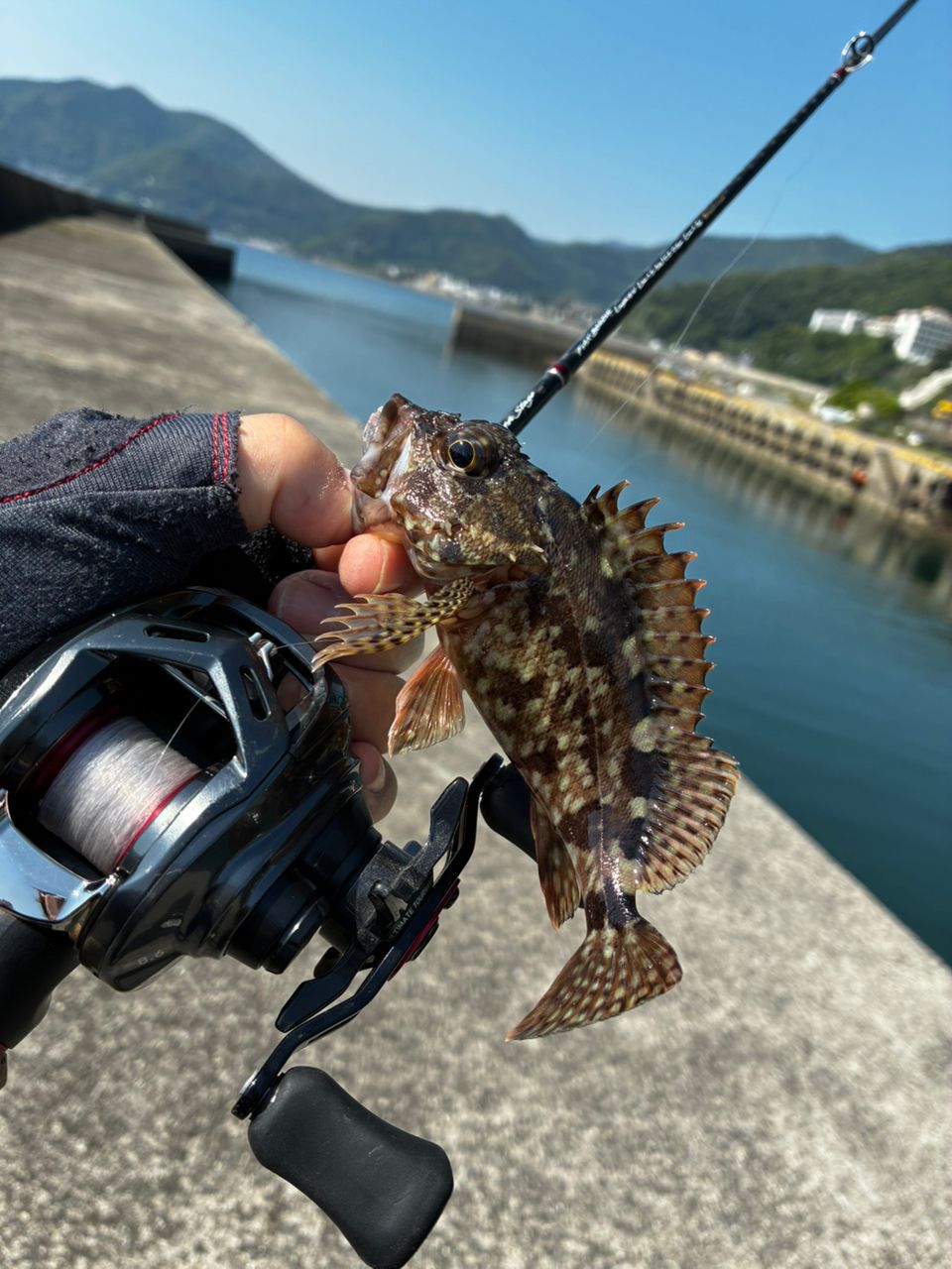 アラカブ
