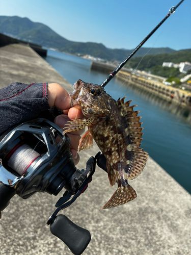 アラカブの釣果