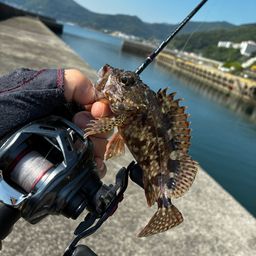 アラカブ
