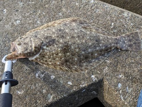 ヒラメの釣果