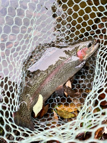 ニジマスの釣果