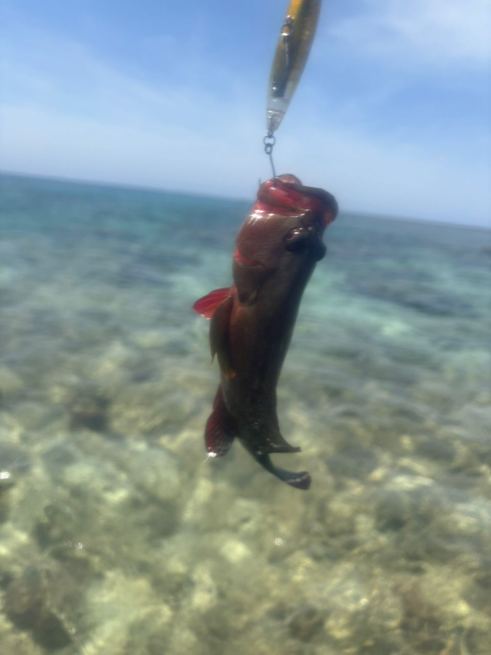 ニジハタ