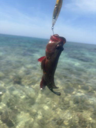 ニジハタの釣果