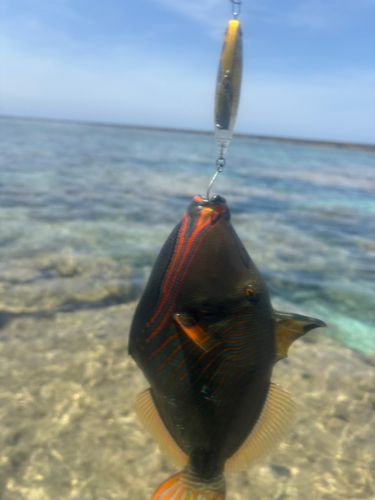 クマドリの釣果