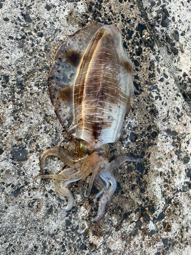 アオリイカの釣果