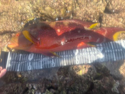 バラハタの釣果