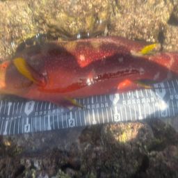 バラハタ